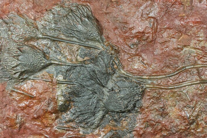 Silurian Fossil Crinoid (Scyphocrinites) Plate - Morocco #134256